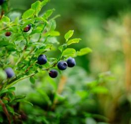 Owoce borówki czernicy na krzaczku.