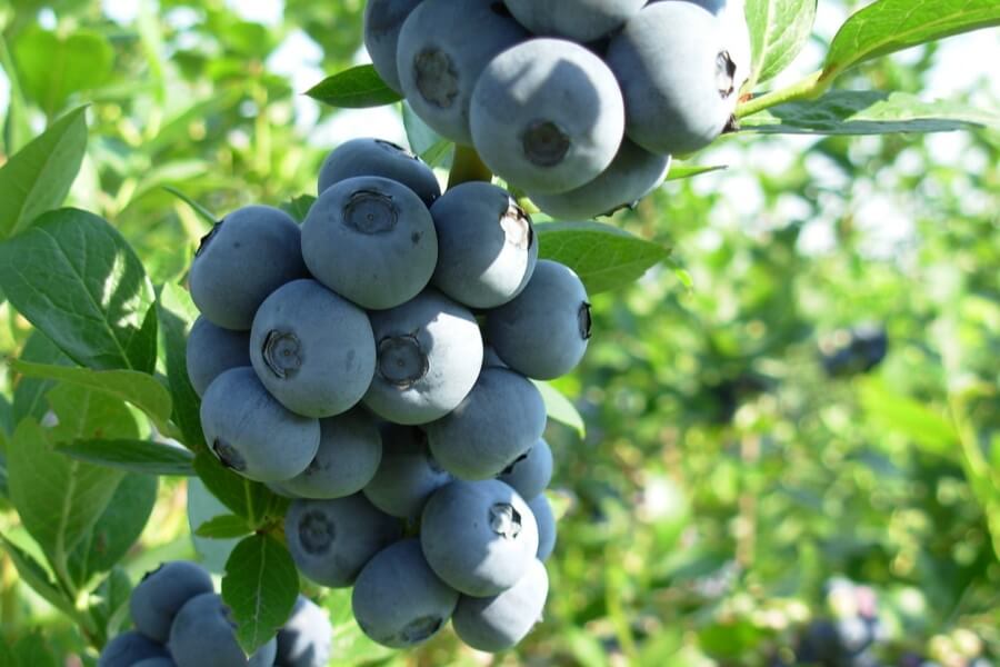 Owoce borówki amerykańskiej na krzaku.