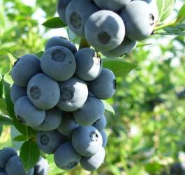 Owoce borówki amerykańskiej na krzaku.