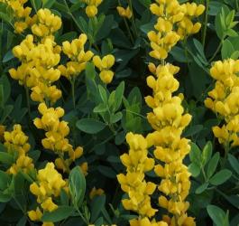 Kwitnąca bratwa barwierska.