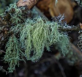 Brodaczka właściwa na konarze drzewa.