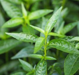 Liście brodziuszki wiechowatej.