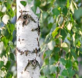 Drzewo oraz liście brzozy.