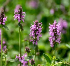 Ziele i kwiaty bukwicy zwyczajnej.