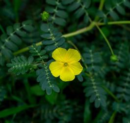 Kwitnący buzdyganek naziemny.
