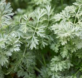 Rosnące ziele bylicy piołun.