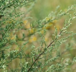Dziko rosnące ziele bylicy pospolitej.