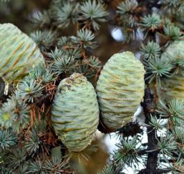 Gałęzie drzewa cedrowego i widoczne na nich szyszki.