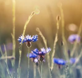 Kwitnący na łące chaber bławatek.