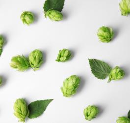 Chmiel zwyczajny na dobry sen i stres