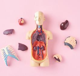 Model ludzkiego ciała z wyciągniętymi organami wewnętrznymi.