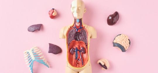 Model ludzkiego ciała z wyciągniętymi organami wewnętrznymi.