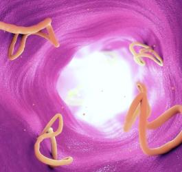 Choroby pasożytnicze często wywoływane są przez pasożyty bytujące w przewodzie pokarmowym.