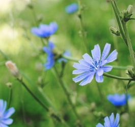 Cykoria podróżnik - właściwości i zastosowanie