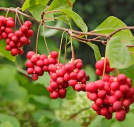 Owoce cytryńca chińskiego.