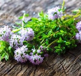 Świeżo ścięte ziele cząbru ogrodowego z widocznymi kwiatami barwy liliowej.