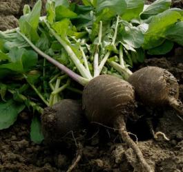 Czarna rzodkiew z nacią, świeżo wyciągnięta z ziemi.