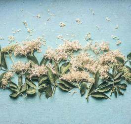 Czarny bez - jakie posiada właściwości?