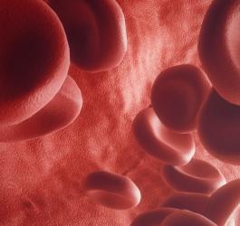 Zbliżenie na model 3D erytrocytów, czyli czerwone krwinki.
