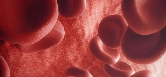 Zbliżenie na model 3D erytrocytów, czyli czerwone krwinki.