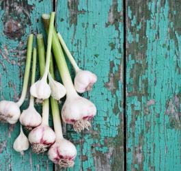 Czosnek - naturalny antybiotyk. Najważniejsze właściwości odżywcze czosnku
