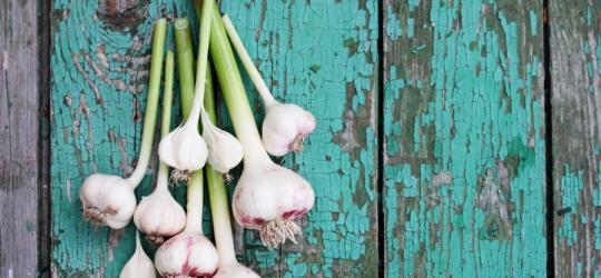 Czosnek - naturalny antybiotyk. Najważniejsze właściwości odżywcze czosnku
