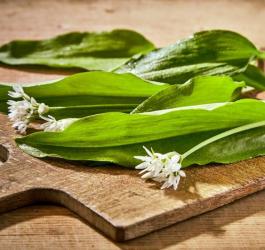 Czosnek niedźwiedzi