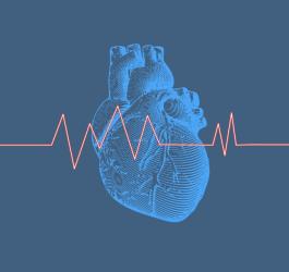 Grafika przedstawia anatomiczny rysunek serca oraz czerwoną linię ilustrującą puls