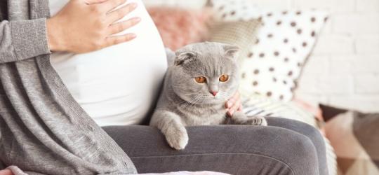 Kobieta w ciąży trzyma na kolanach kota. Czy posiadanie kota grozi toksoplazmozą?