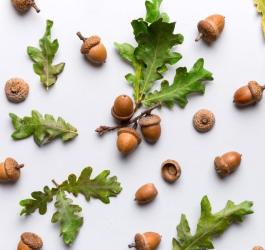 Owoce i liście dębu.