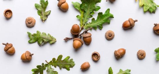 Owoce i liście dębu.