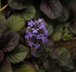 Kwitnąca dąbrówka rozłogowa.