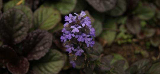 Kwitnąca dąbrówka rozłogowa.