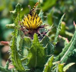 Kwitnący drapacz lekarski.