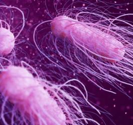 Bakteria Salmonella typhi odpowiedzialna za zachorowanie na dur brzuszny.