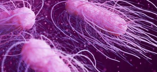 Bakteria Salmonella typhi odpowiedzialna za zachorowanie na dur brzuszny.