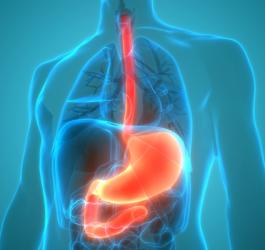 Przewód pokarmowy z uwidocznionym przełykiem, żołądkiem i dwunastnicą.