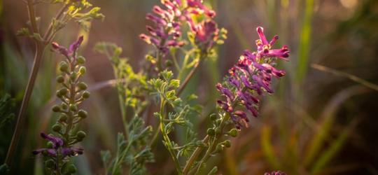 Kwitnąca na łące dymnica pospolita.