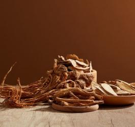 Korzeń dzięgla chińskiego.