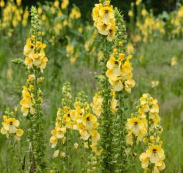 Kwitnąca dziewanna wielokwiatowa, rosnąca na łące.