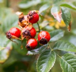 Owoce dzikiej róży.