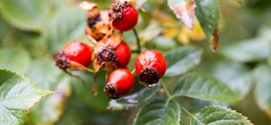 Owoce dzikiej róży.