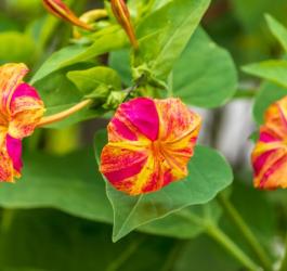 Kwitnący dziwaczek pospolity.