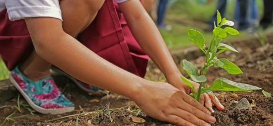 Dziewczyna sadzi w ziemi roślinę.