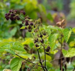 Owoce eleuterokoka kolczastego.