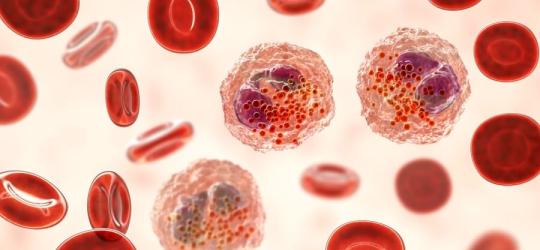 Grafika 3D, eozynofile otoczone czerwonymi krwinkami.