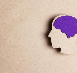 Kartonowy model głowy z mózgiem w kolorze fioletu - barwa ta symbolizuje epilepsję.