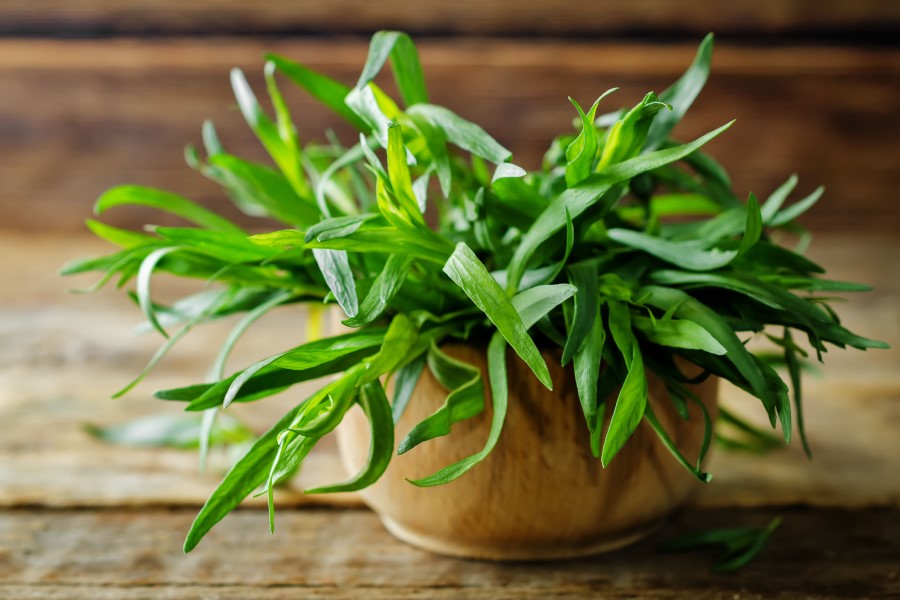 Ziele estragonu w drewnianej misce.