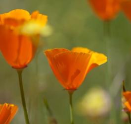 Kwitnąca eszolcja kalifornijska.