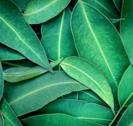 Zielone liście eukaliptusa.